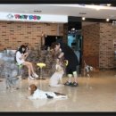 플레이독애견카페 이미지