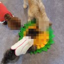 골드퍼피 애견유치원 이미지