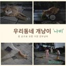 우리동네개냥이