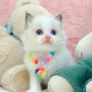 부산고양이분양 퍼스트캣 부산점 | 부산 고양이 분양 퍼스트 캣 부산점 – 품종부터 준비물·분양 절차까지 완전 정리