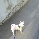 개털깍는 사랑이네 이미지