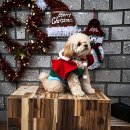 리츠펫 이시아폴리스점 | 우리 집 댕댕이 맘들, 여기 완전 국룰이라고 해서 왔습니다 feat. 대구애견유치원