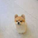 눈부시개 | 주안애견미용 다녀온 후기 🐶 눈이부시개에서 말티푸 곰돌이컷 했어요