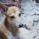 송파데일리동물병원 이미지