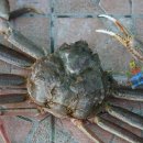 영덕대게 이미지