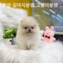 천안 강아지분양 고양이분양 나라애견본점 이미지