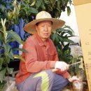 비파로 106 이미지