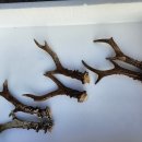 노루뿔 ㆍ6쌍 이미지