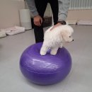 개와 사람(애견호텔) | 전남 여수 애견호텔 추천 &#39;포근하개&#39; 후기 !!