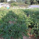 예담농장 이미지