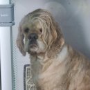 라온애견펜션 이미지