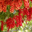 문경(양평) 이미지