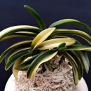 청해광택 이미지