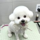 진접솔 동물병원 네이버블로그