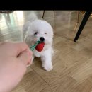 민두부