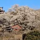 순천-46호 이미지