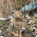 (고양이분실신고) 경기도 안성시 청룡리 마을회관 근처에서 실종된 고양이를 찾습니다! 이미지