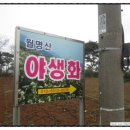월명산야생화