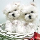 말티와푸들이사는집 이미지