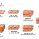 생명의줄기 이미지