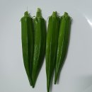 오크라 첫 수확 이미지