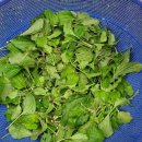 질경이농장2 이미지