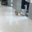 메이플동물병원 이미지