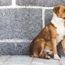 노형동물병원 이미지