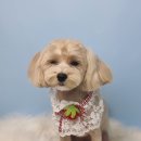 호다닥쑥 이미지