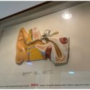 서면보청기 이미지