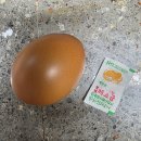 녹색 | 녹색계란 구운햇달걀 솔직 후기｜간편한 단백질 간식 추천