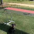 빵이펫살롱 이미지