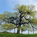 영풍 병산리 갈참나무 이미지