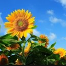 청실약국 이미지