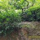 무척산관광농원 | [스크랩] 다연회 2017년 9월 다회 후기-이런 자리에서 차 마시면 하루신선이라/김해 무척산관광예술원