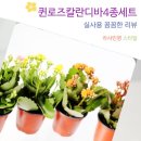 홈가드닝 입문 퀸로즈 칼란디바 카랑코에 겹꽃 다육식물 4개 세트 키우기 후기