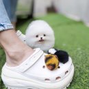 화이트켄넬(white-kennel) 네이버블로그
