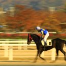 경마공원 이미지