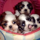 강이랑 아지랑 이미지