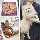 놀로 아쿠아센터 | 서울 청담 애견동반 카페 강아지 설채현 놀로스퀘어