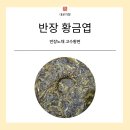 26년 반장노채 고수황금엽 공구 이미지
