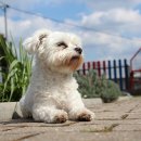 강아지PC 이미지