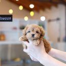 제주브리더서비스 | 제주강아지분양하는곳 퍼피로운에서 가족을 만나보세요