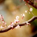 복숭아꽃 살구꽃 이미지