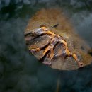 회귀(回歸) 이미지