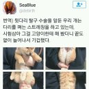 강아지 스트레칭을 고양이에게 시켜보았다, 하늘하늘 과거, 흔한 강남 약국에서 파는 약, 인천 송천고 레드벨벳 동아리 근황, 연예인들 조명이 중요한이유 이미지