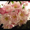 조그마한 사과꽃(Crabapple tree blossoms)이 만발한 시카고 보타닉 가든,2009 봄 이미지