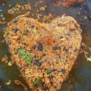 본가 아산탕정점 이미지