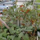 본촌주유소 이미지