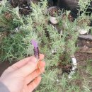 뜨락농원 | [세종] 조치원 꽃집 하늘뜨락농원 : 동글동글 반려 선인장 입양 후기